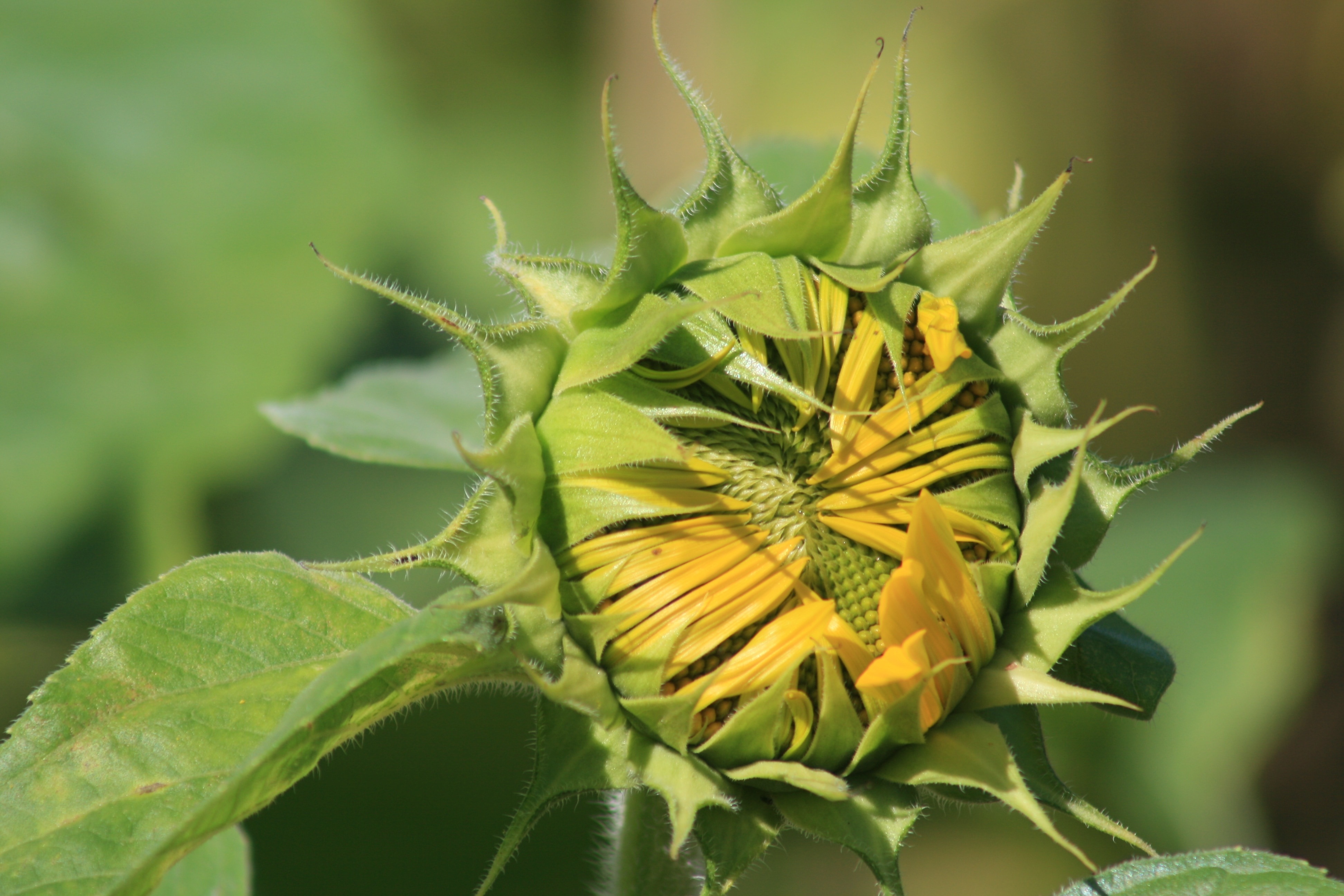 green sunflower