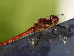 Nature, Dragonfly, Insect, Animal, Close, insect, animal themes thumbnail