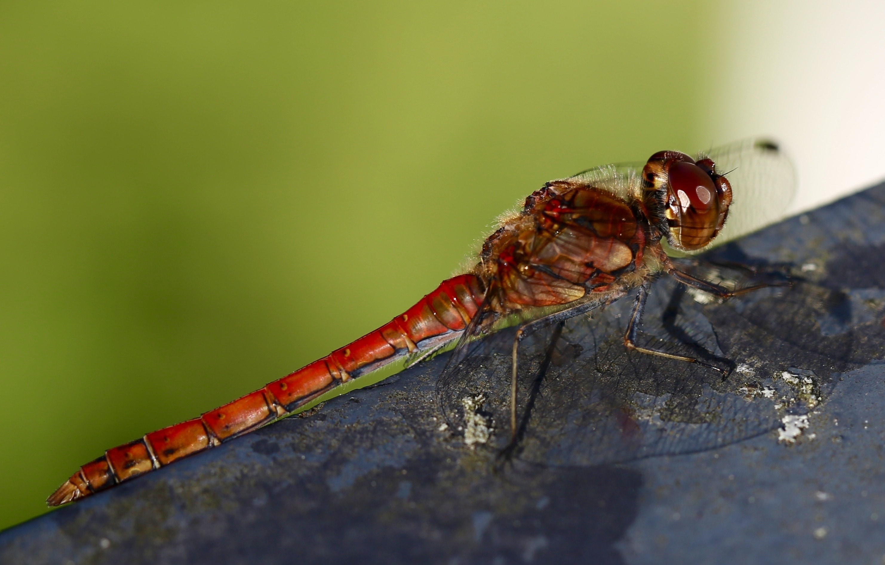 Nature, Dragonfly, Insect, Animal, Close, insect, animal themes