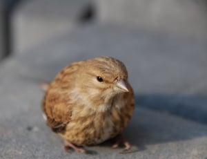 brown and black small beak bird thumbnail