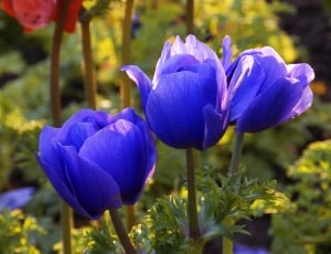 blue petal flowers thumbnail