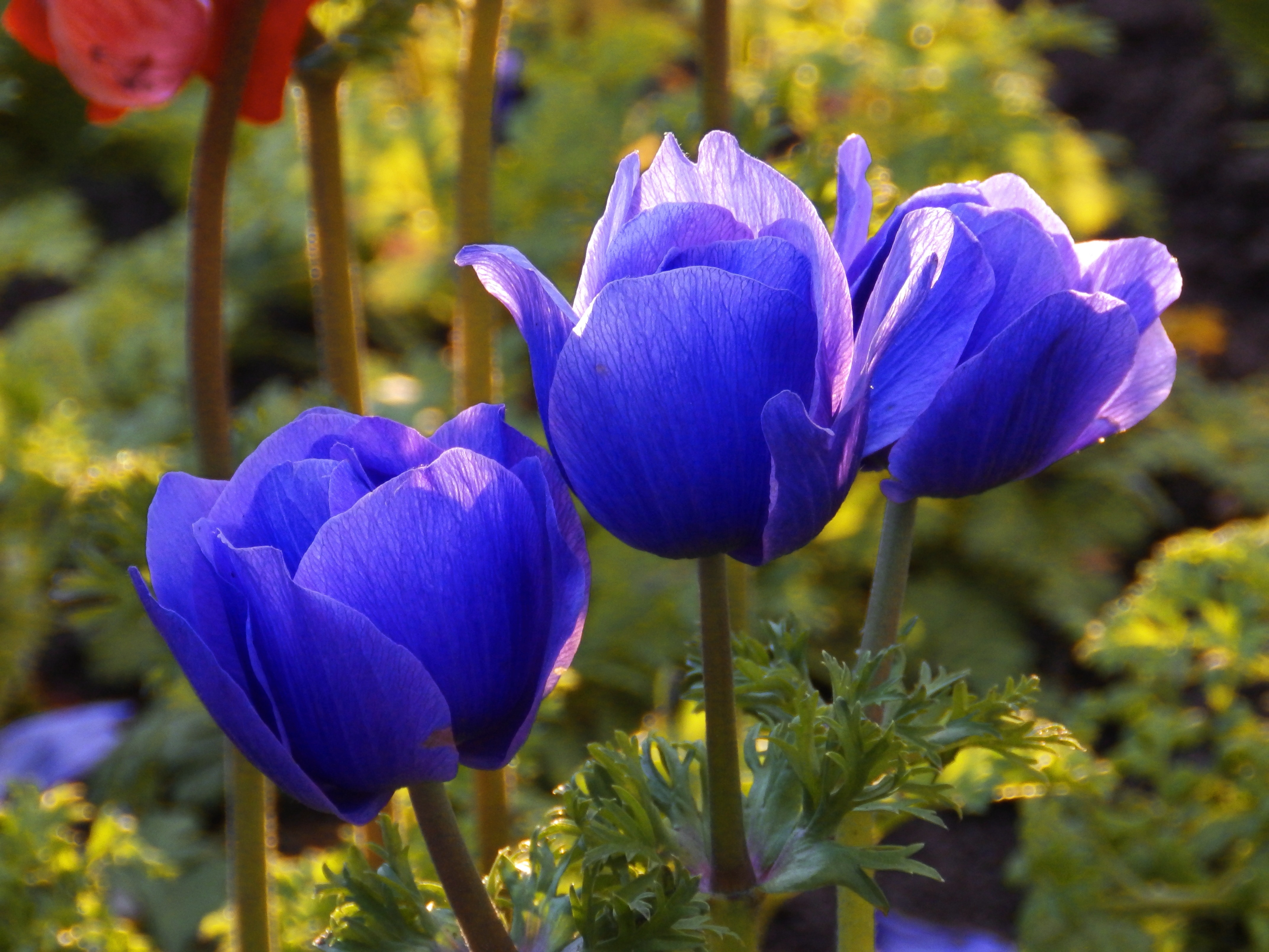 blue petal flowers