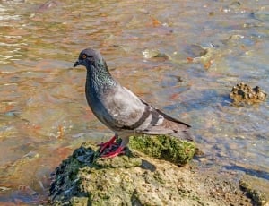 gray and red pigeon on water thumbnail