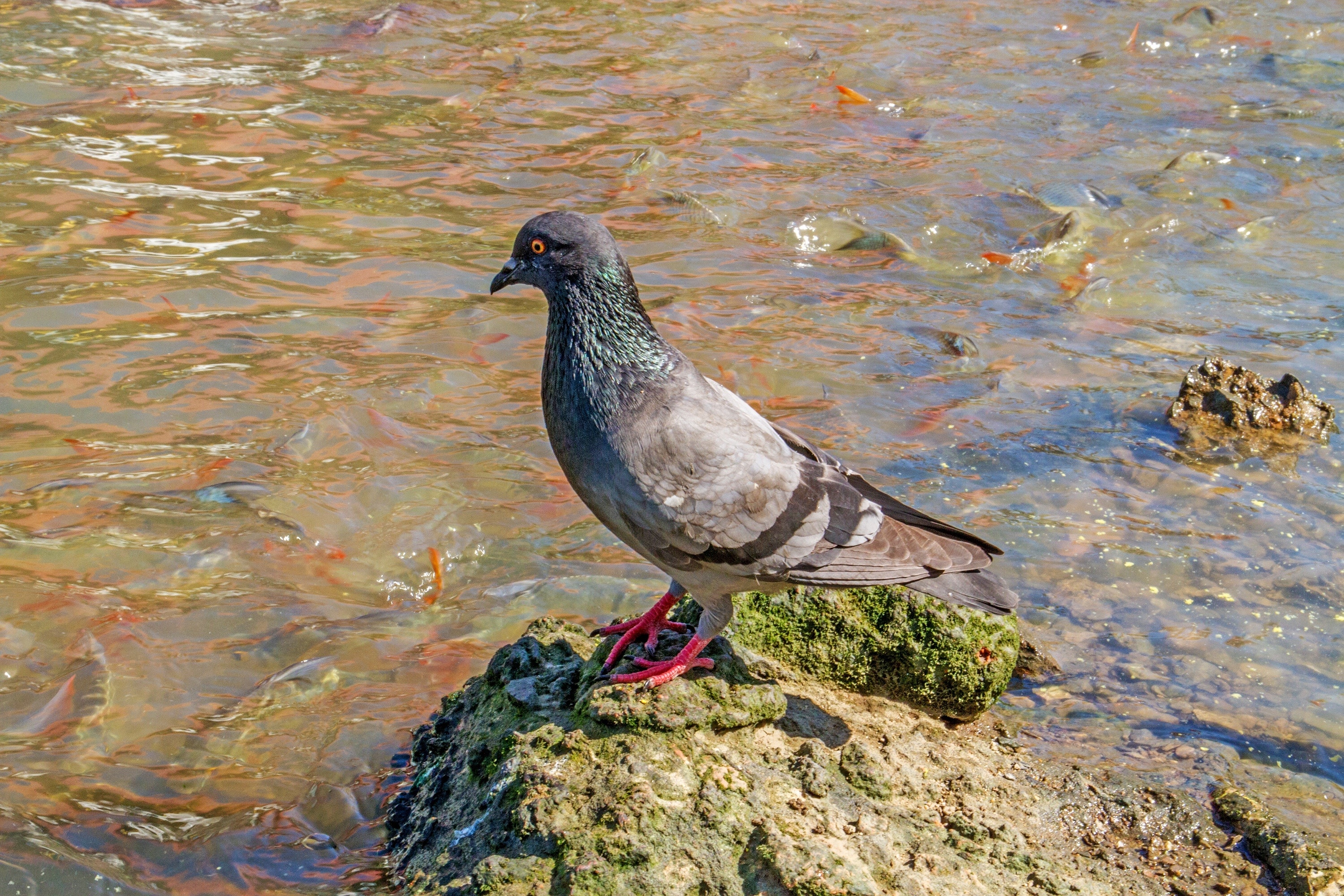 gray and red pigeon on water