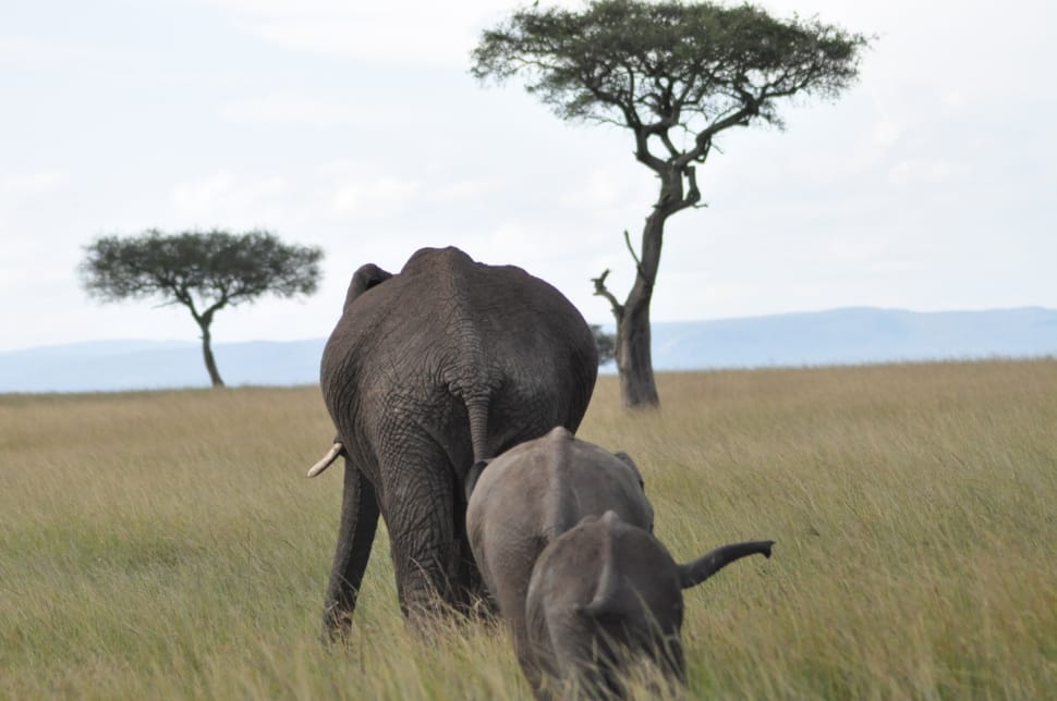 three elephants walking on grass field preview