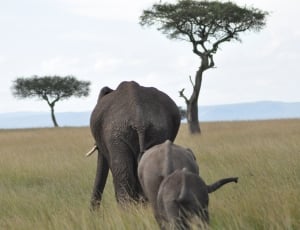 three elephants walking on grass field thumbnail