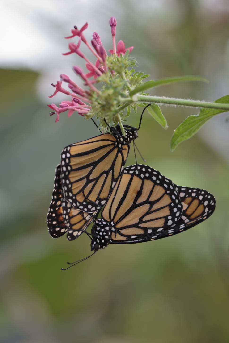 2 orange black and white monarchs preview