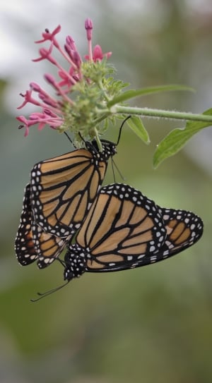 2 orange black and white monarchs thumbnail