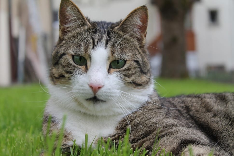 Cat'S Eyes, Animals, Head, Cat, Cat Face, domestic cat, pets preview