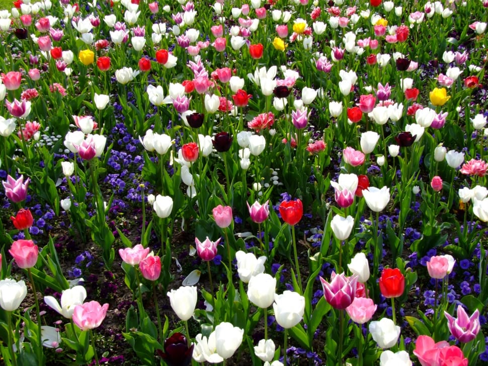 tulip lot preview