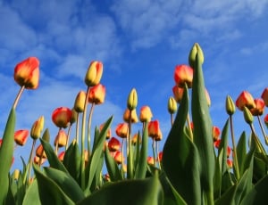 yellow and red flower garden under blue sky thumbnail