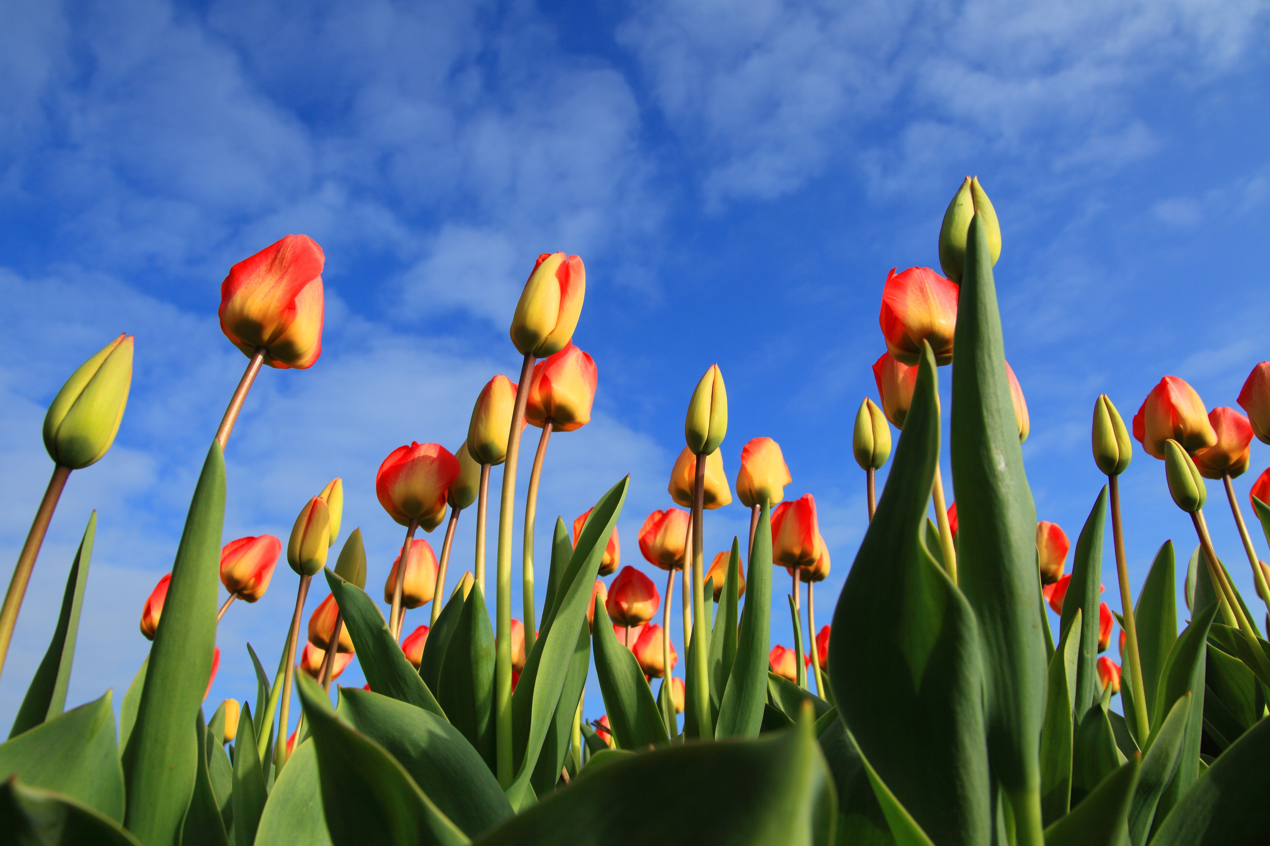 yellow and red flower garden under blue sky