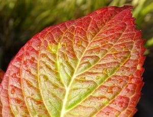 red and green leaf thumbnail