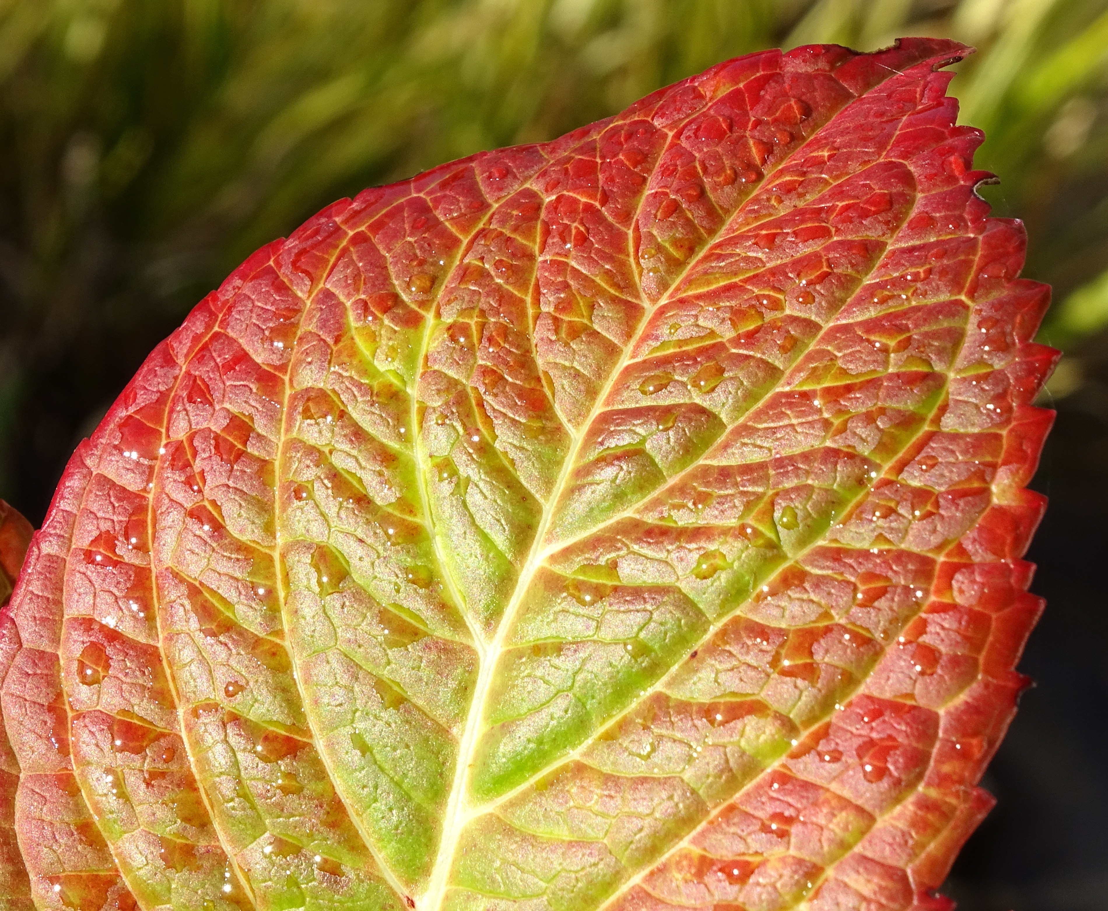 red and green leaf