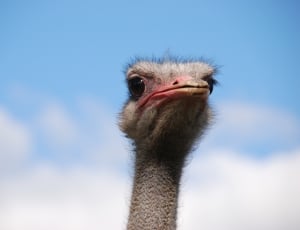 ostrich thumbnail