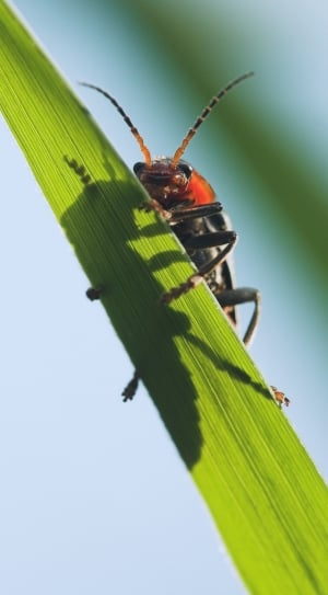 Macro, Orange, Plant, Insect, Beetle, insect, green color thumbnail