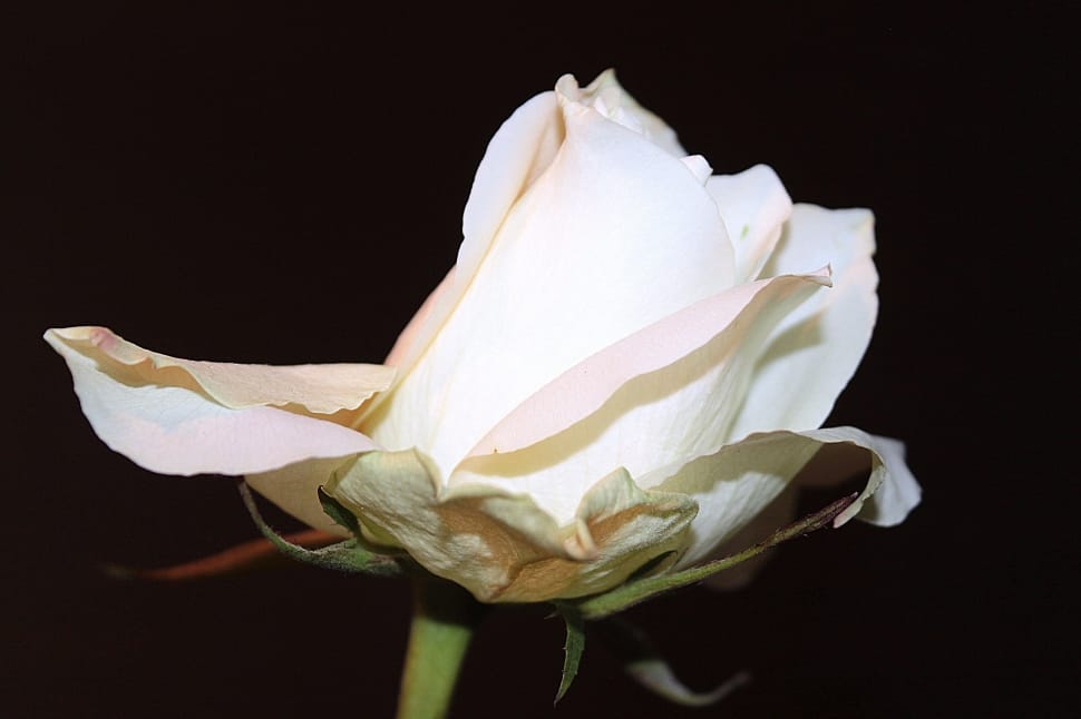 white rose closeup photo preview