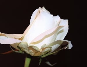 white rose closeup photo thumbnail