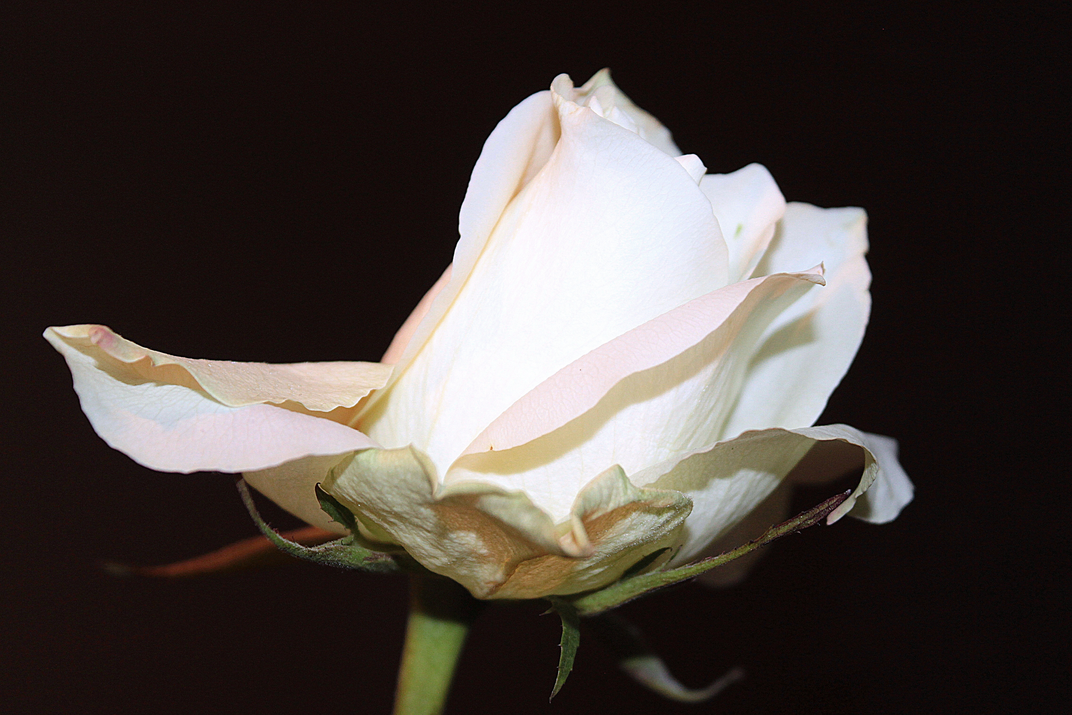 white rose closeup photo