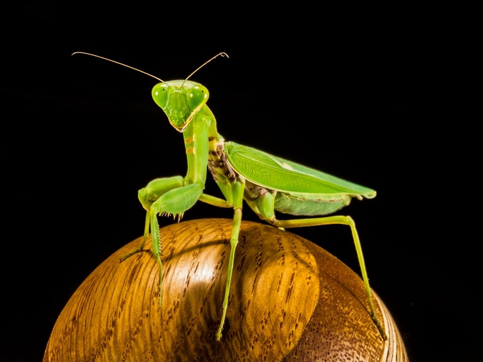 Praying Mantis, Green, Fishing Locust, black background, food and drink preview