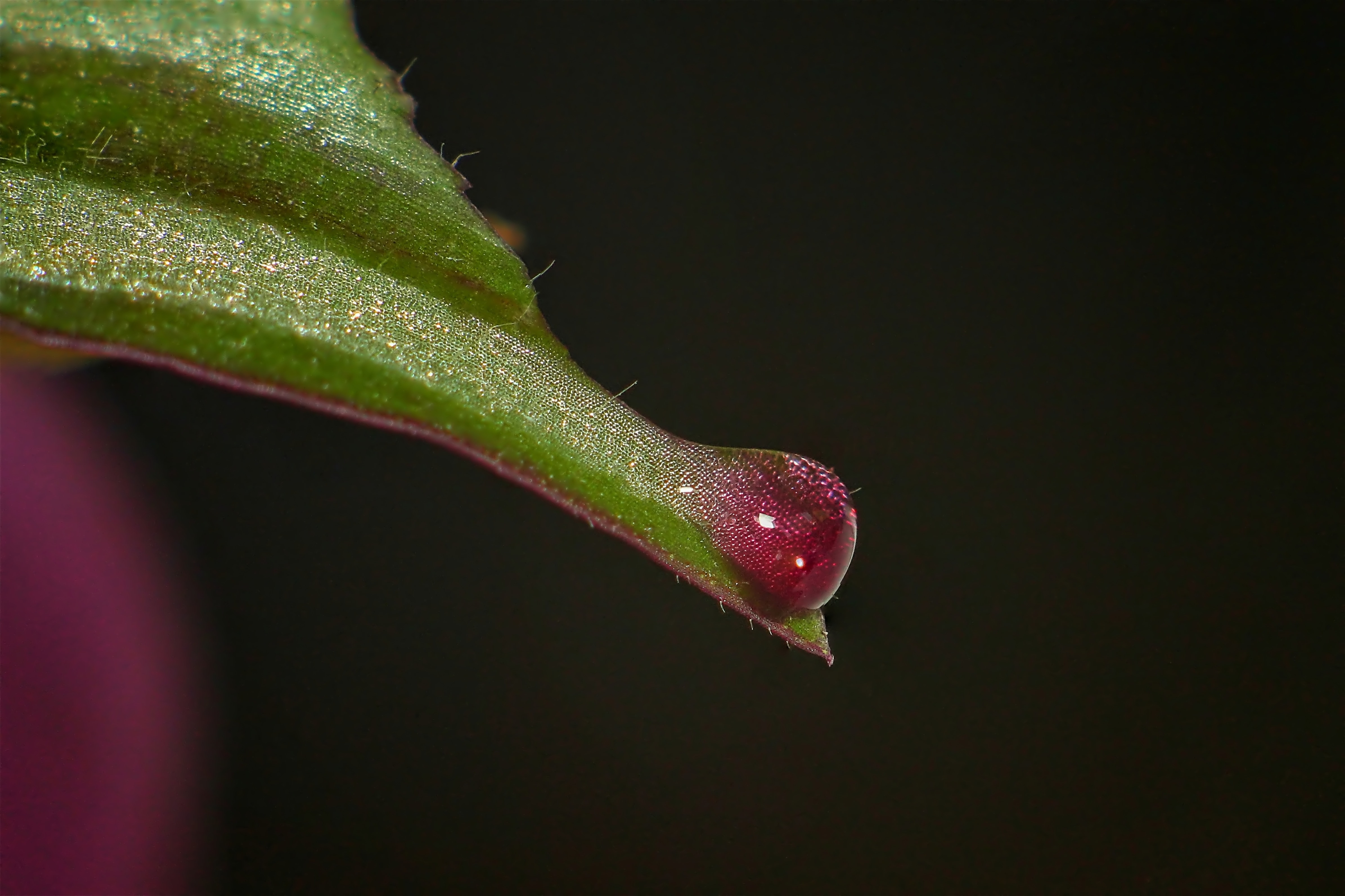 red teardrop