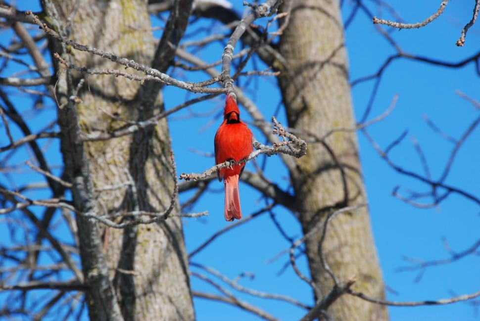 red cardinal perched on tree branch during daytime preview