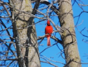 red cardinal perched on tree branch during daytime thumbnail