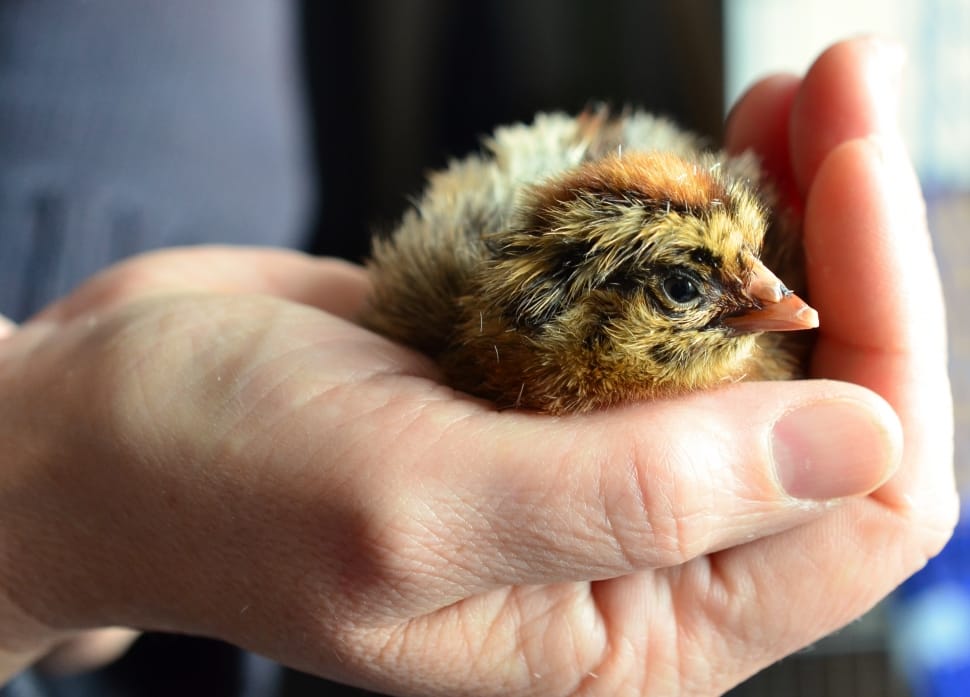 Chicken, Hand, Chicks, Hatched, one animal, pets preview