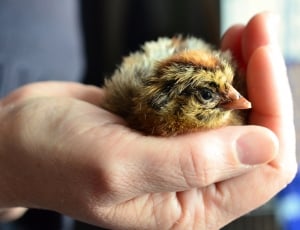 Chicken, Hand, Chicks, Hatched, one animal, pets thumbnail