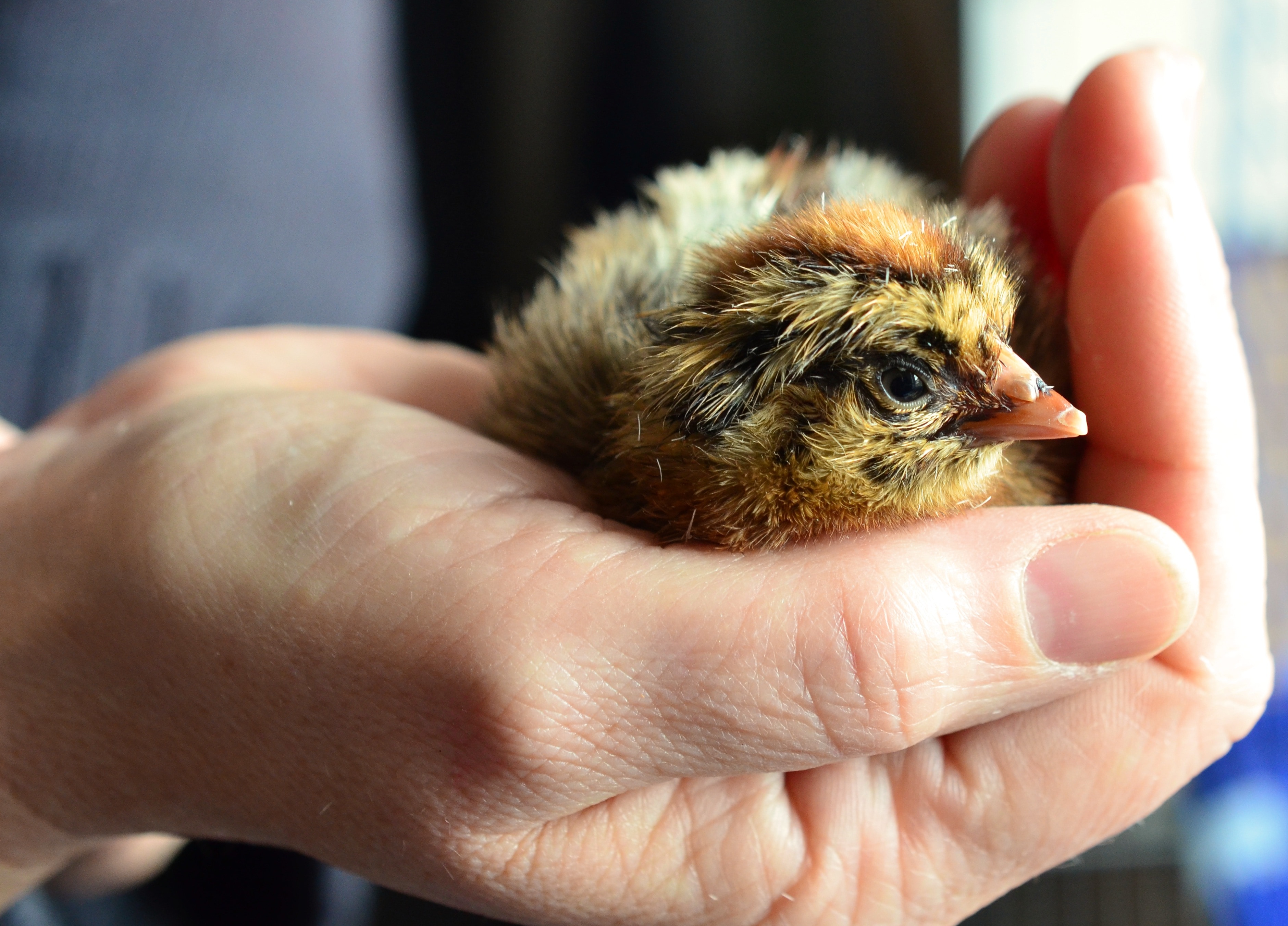 Chicken, Hand, Chicks, Hatched, one animal, pets