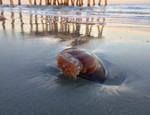 brown sea creature thumbnail