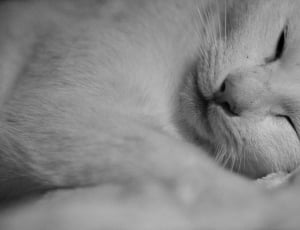 Rest, White Cat, Lie On The Side, one animal, domestic animals thumbnail