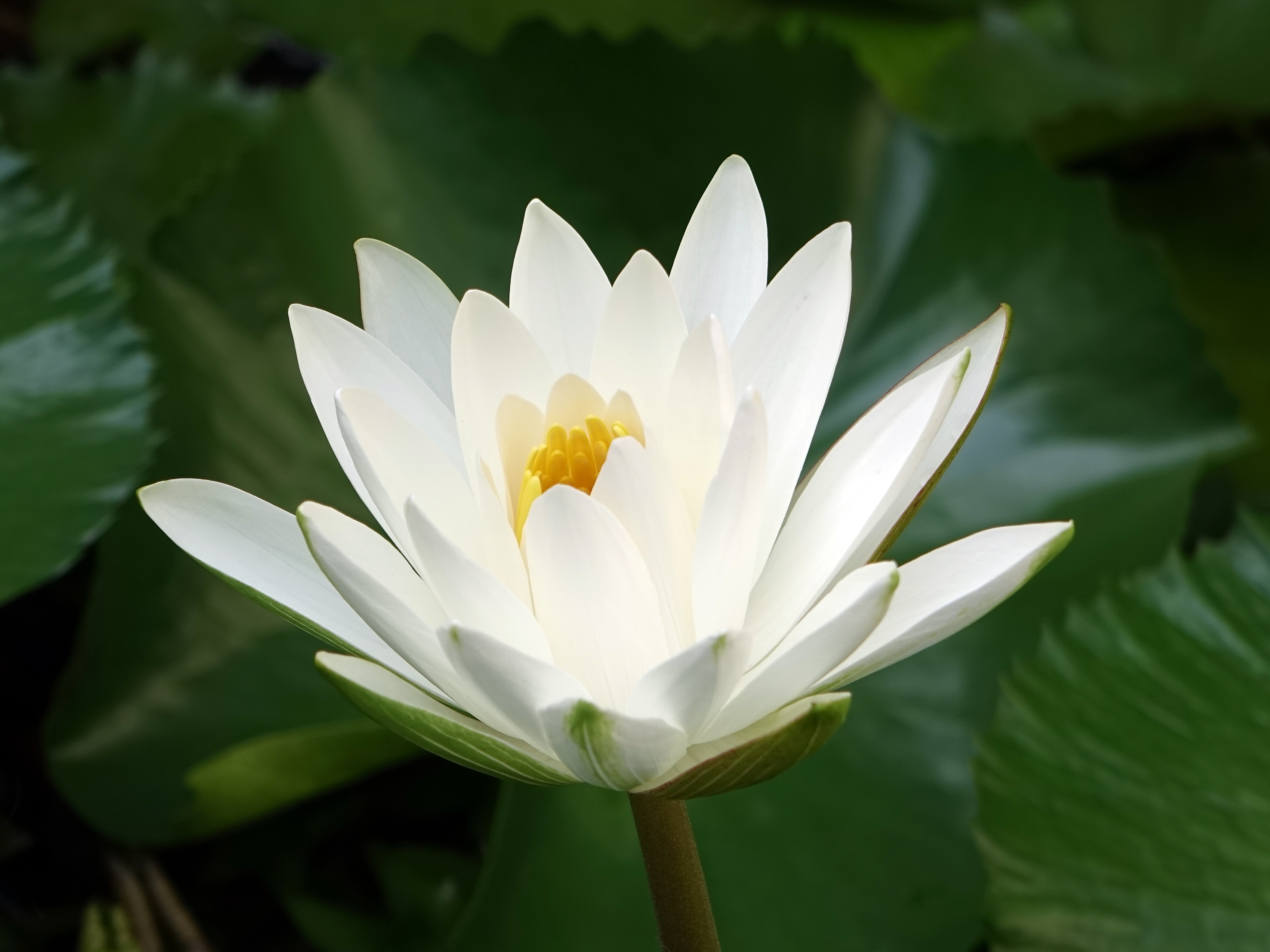 white lotus free image | Peakpx