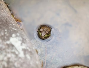 green toad thumbnail