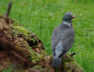 gray pigeon perched on brown wood log thumbnail