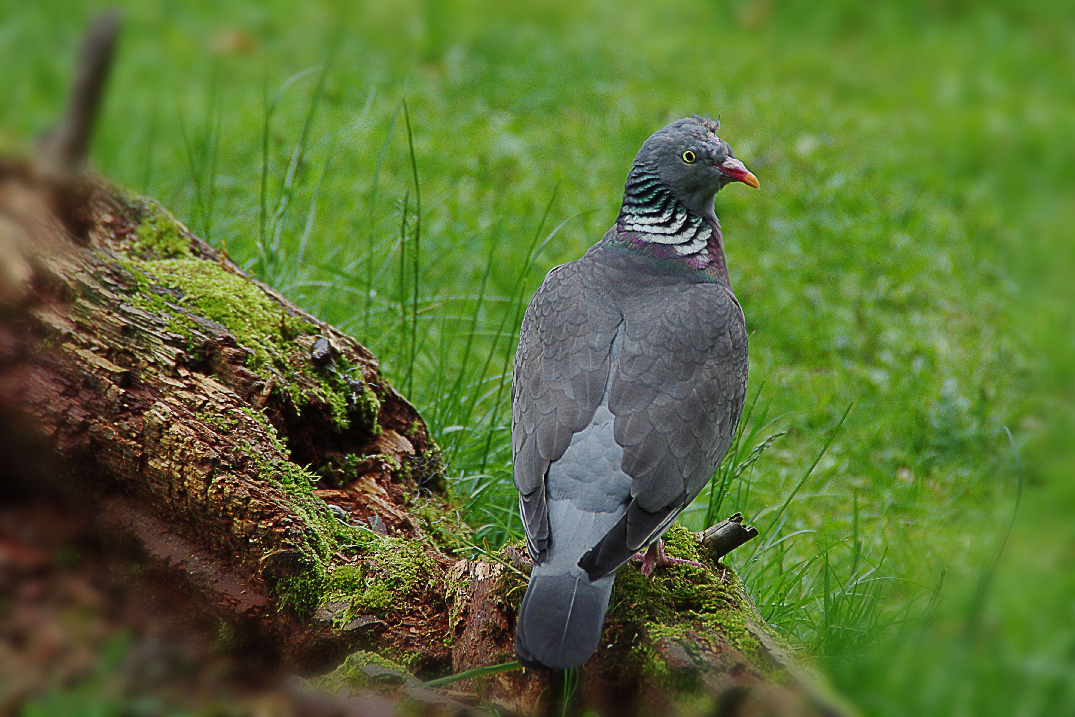 gray pigeon perched on brown wood log