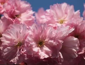 pink full bloomed carnation flowers thumbnail