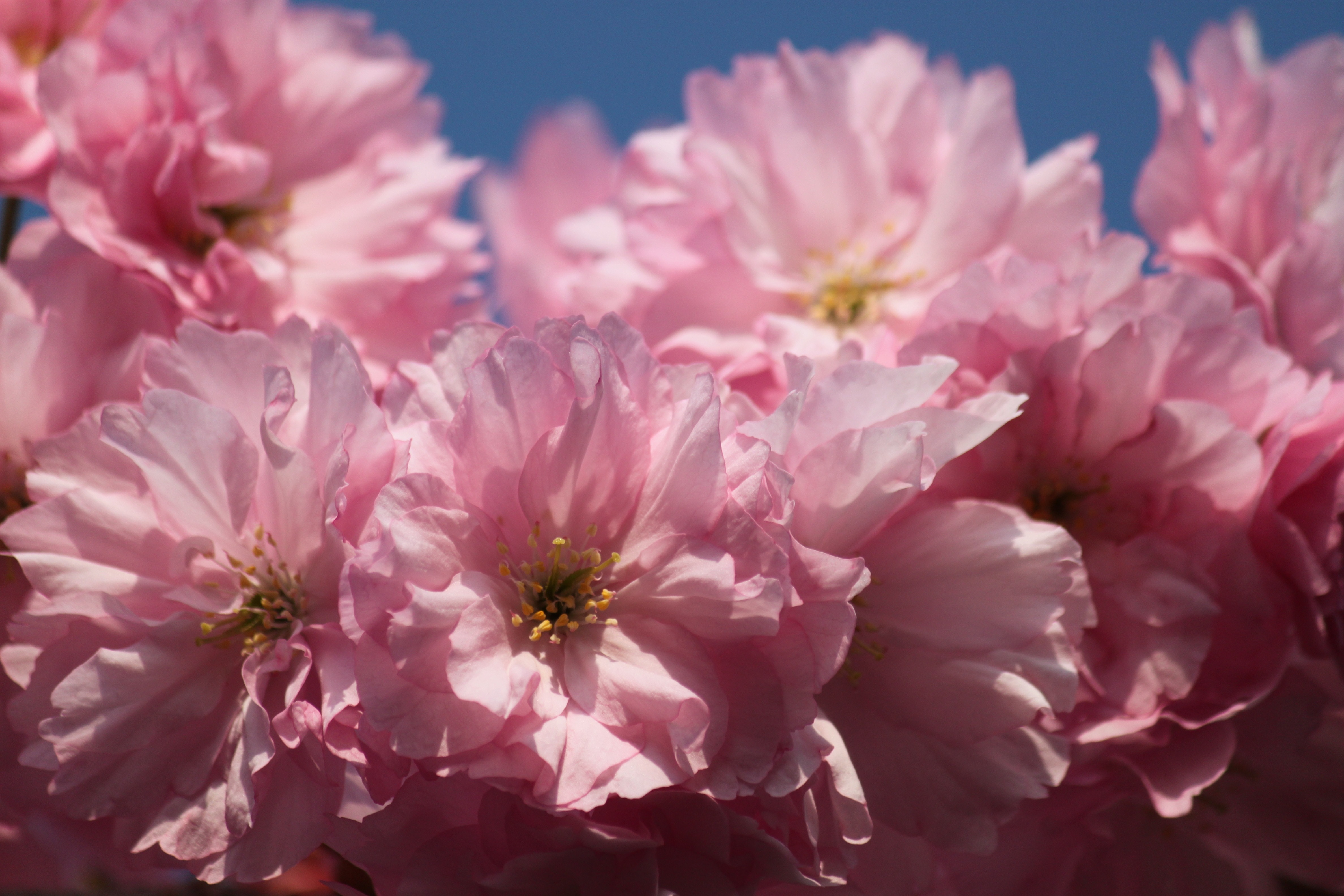 pink full bloomed carnation flowers