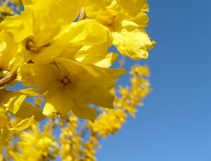 close up photo of yellow petal flower thumbnail