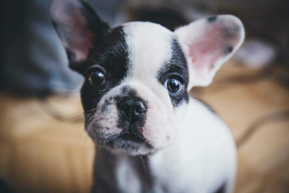 white and black french bulldog puppy preview
