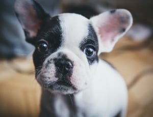 white and black french bulldog puppy thumbnail