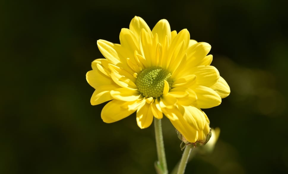 Plant, Flowers, Tree Daisy, Flower, flower, yellow preview