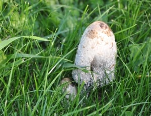close up photo of white egg on grass thumbnail