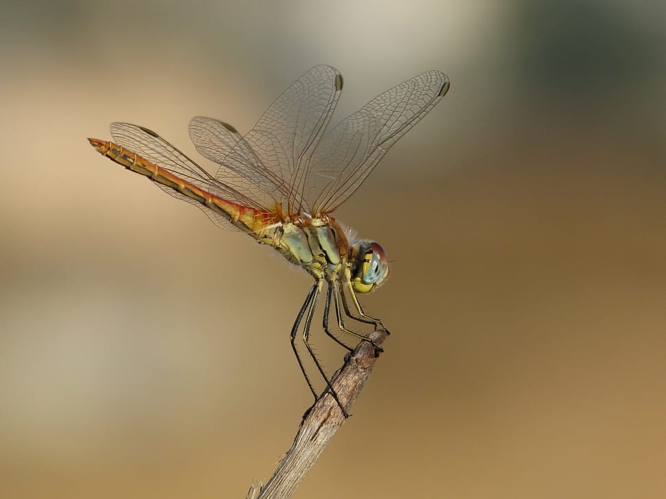 Dragonfly, Animal, Wings, Insect, Wing, insect, one animal preview