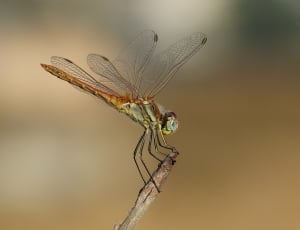 Dragonfly, Animal, Wings, Insect, Wing, insect, one animal thumbnail