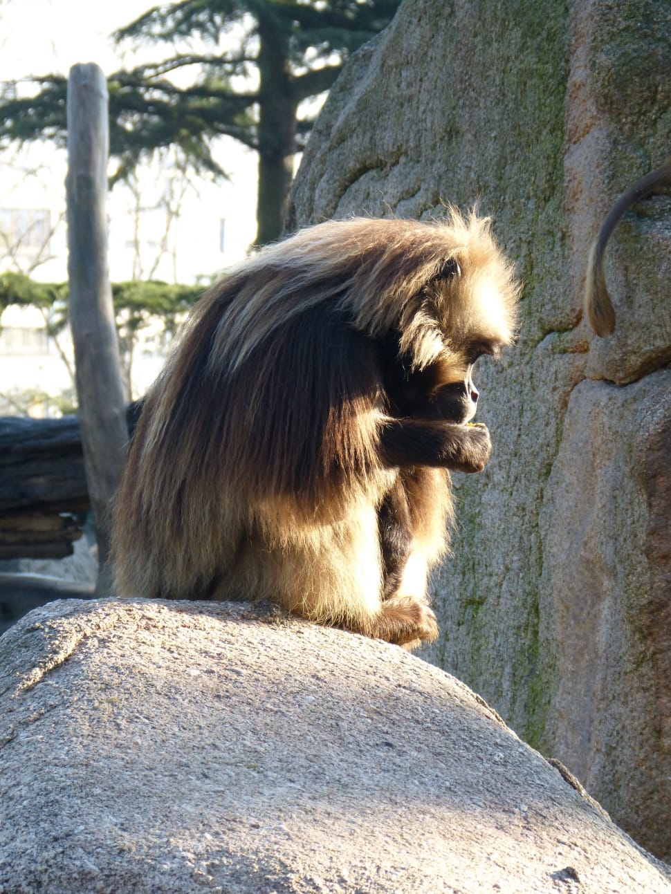 brown long coated monkey sitting on top of gray rock preview