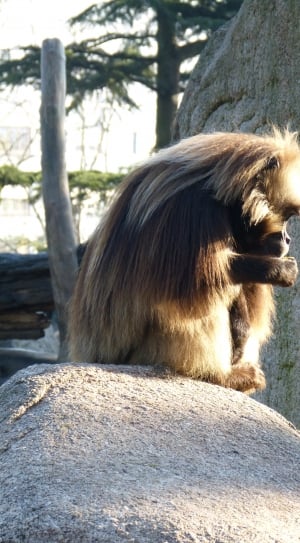 brown long coated monkey sitting on top of gray rock thumbnail