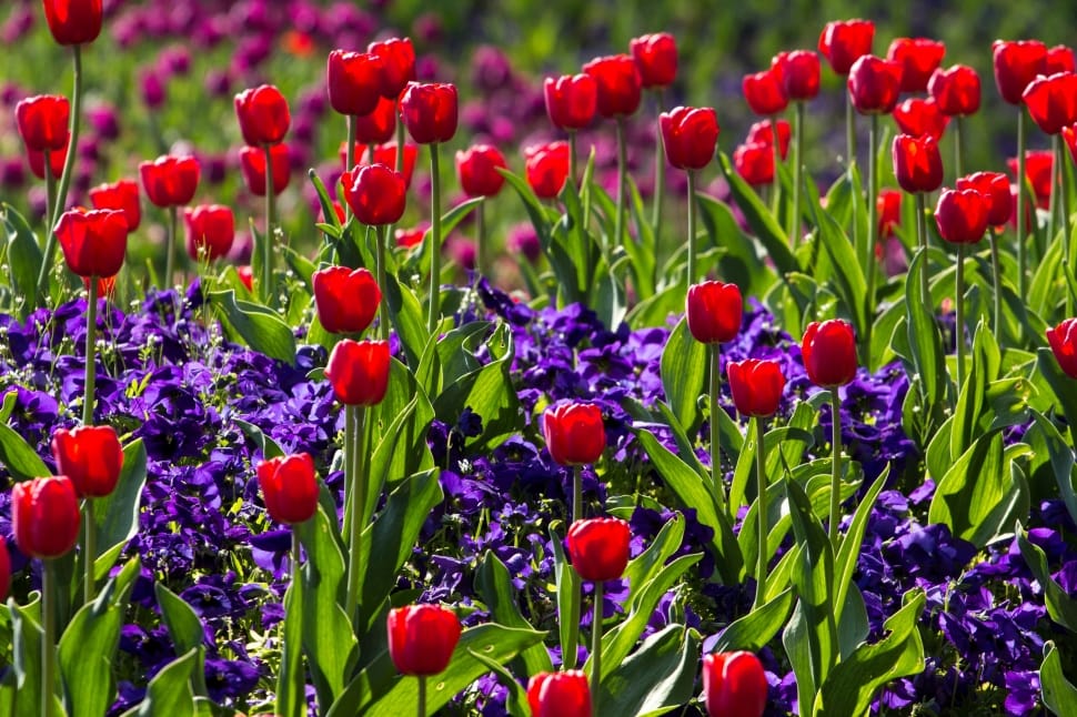garden of red tulip flowers and purple petaled flowers preview