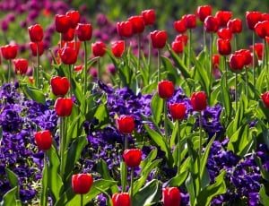 garden of red tulip flowers and purple petaled flowers thumbnail