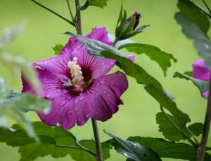 Pink, Mallow, Blossom, Bloom, Hibiscus, flower, purple thumbnail
